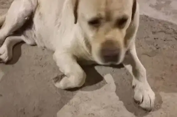 Найдена собака, Армавир, фото: Лабрадор найден: ул. Лавриненко, 32