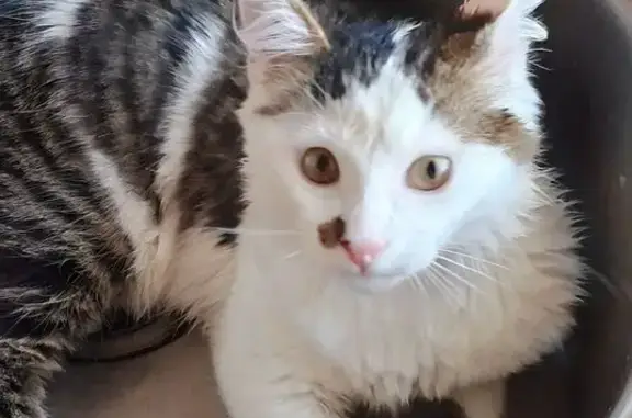 Потерянные животные Архангельск, фото: Пропала кошка, Ярославская 50, Архангельск