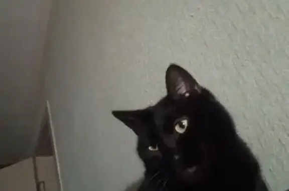 Пропал черный кот, Горького 16, Электрогорск