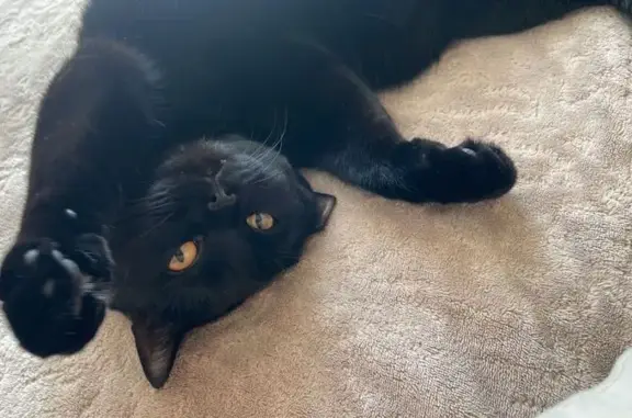 Кошки потеряшки, , фото: Потеряшка кошка, Гражданская ул., Ермолинское