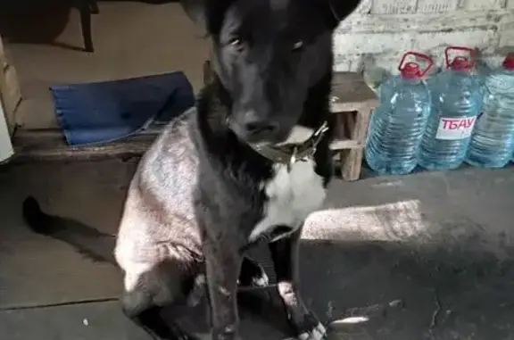 Найдена собака, Владикавказ, фото: Пропала собака, 6-я Промышленная, 4А