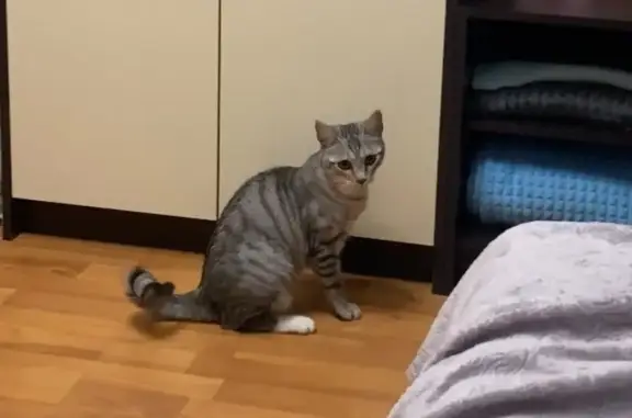 Кошки потеряшки, Фрязино, фото: Потеряшка кошка, ул. Горького, 3, Фрязино