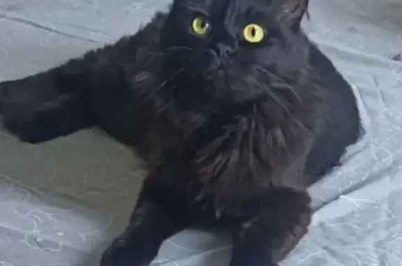 Кошки потеряшки, Стройкерамика, фото: Потеряшка кошка, ул. Снычева, Стройкерамика