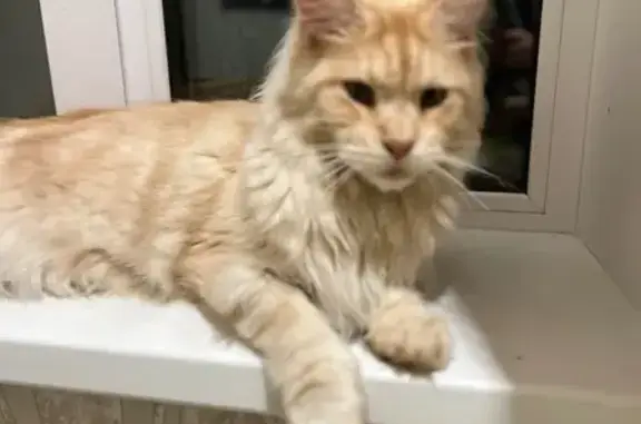 Пропала кошка на ул. Пушкина, 32, Архангельское