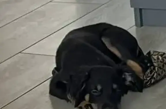 Собака найдена: Парусная ул., 2/1