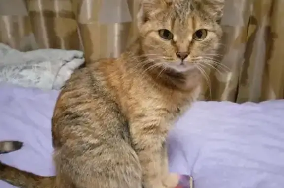 Пропала кошка, ул. Столетова 4, НН