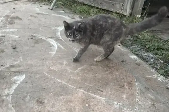 Найдена кошка, Челябинск, фото: Беременная кошка найдена на Свердловском, 38