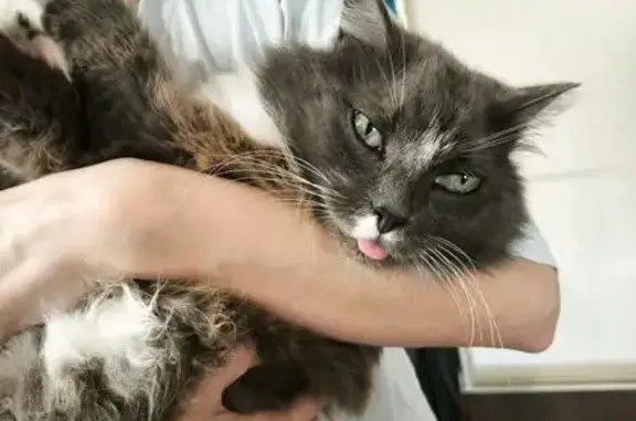 Найдена кошка, Верхняя Пышма, фото: Кошка найдена: ул. Чистова, 5, Верхняя Пышма