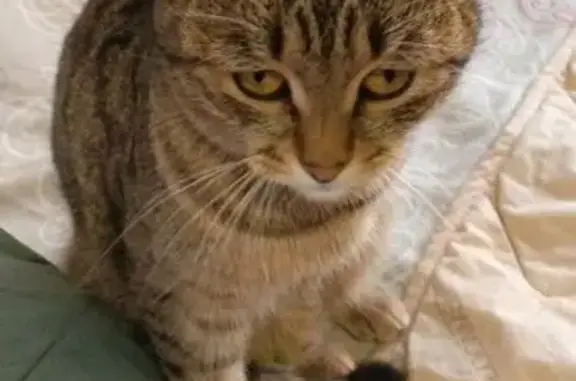 Найденные животные Глазов, фото: Кошка найдена, пр. Монтажников, Глазов