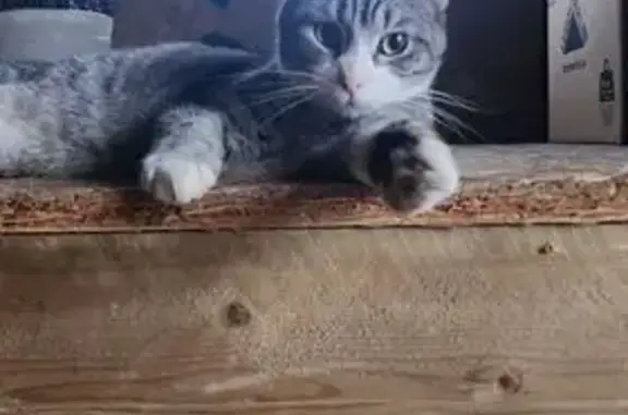 Пропала кошка, Шоссейная ул., 54, Янино-1