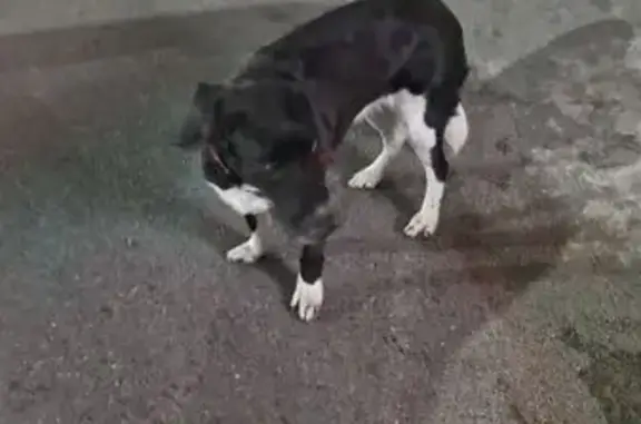 Найдена собака, , фото: Сургут: найдена собака с красным ошейником