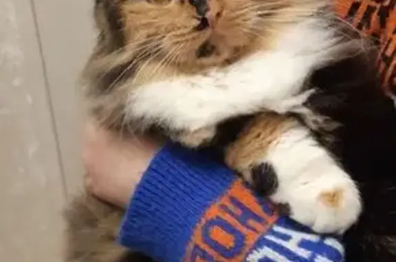 Кошки потеряшки, Советск, фото: Потеряшка кошка, ул. 9 Января, Советск