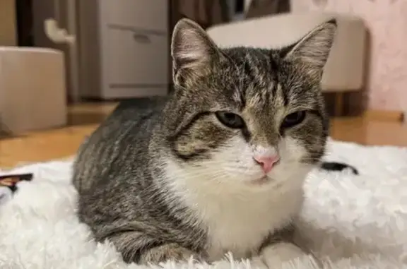 Пропала кошка, Первомайская 27, Богданович