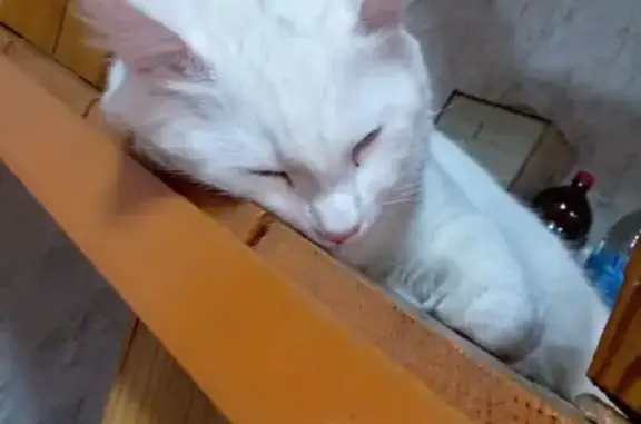 Кошки потеряшки, Энгельс, фото: Потеряшка кошка на Пристанской 21, Энгельс