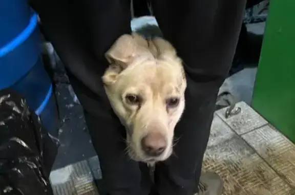 Собаки потеряшки, Саратов, фото: Потеряшка лабрадор Харли, ул. Новосельцева, Саратов