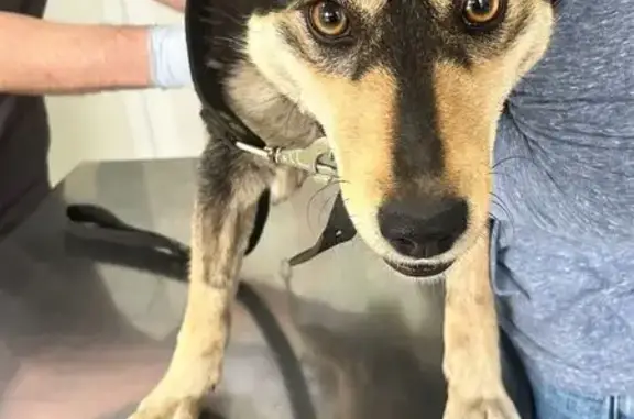 Собаки потеряшки, Челябинск, фото: Потеряшка собака, Челябинск, ул. Октябрьская