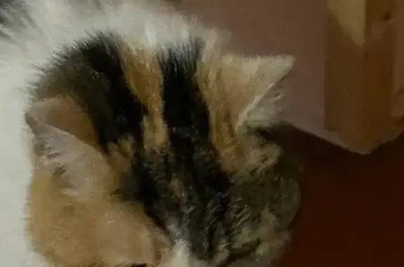 Найдена кошка, Великий Устюг, фото: Кошка найдена на Гледенской 51А, Устюг