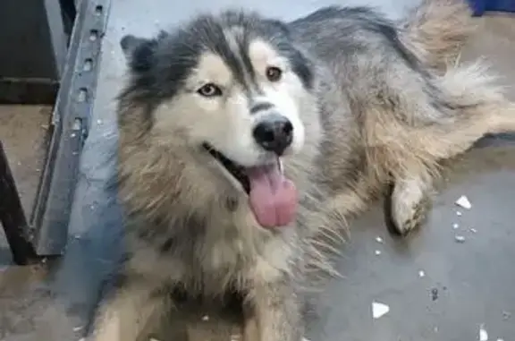 Найдена собака, Иваново, фото: Собака найдена: 23-я линия, 13 с5, Иваново