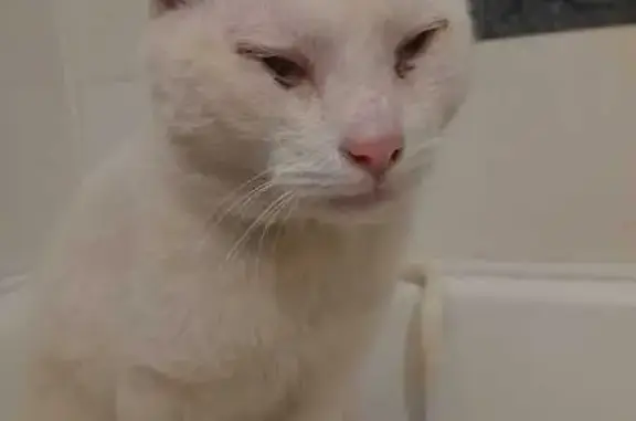 Найдена кошка, Челябинская область, фото: Кошка найдена, Челябинск, Чел. обл.