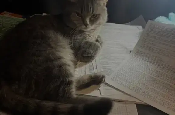 Кошки потеряшки, , фото: Потеряшка кошка, Северная ул., 290