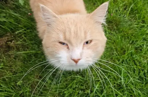 Найдена кошка, Ленинградская область, фото: Кот найден в Плодовском, Ленобласть