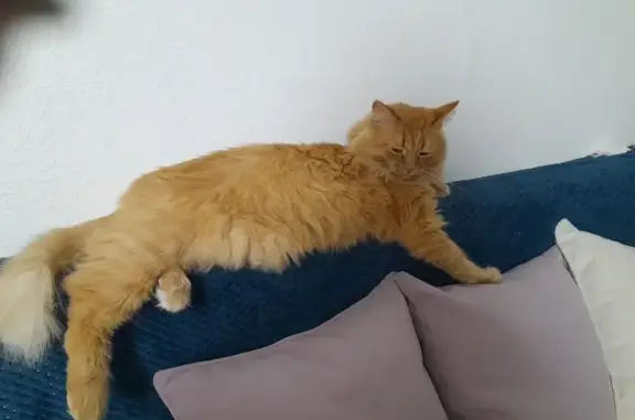 Кошки потеряшки, Челябинская область, фото: Потеряшка рыжая кошка, Синеглазово