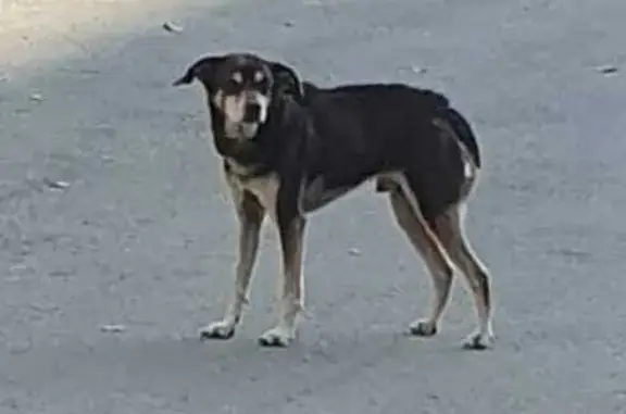 Найдена собака в Копейске, Челябинская обл.