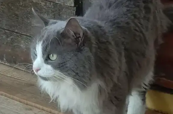 Пропал кот Дымок, СНТ Сосна 1, Колягино