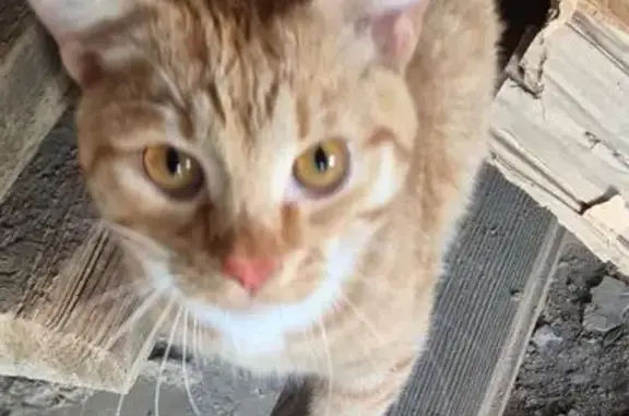 Найдена кошка, Владимирская область, фото: Кот найден в Краснопламенском, Владимирская область