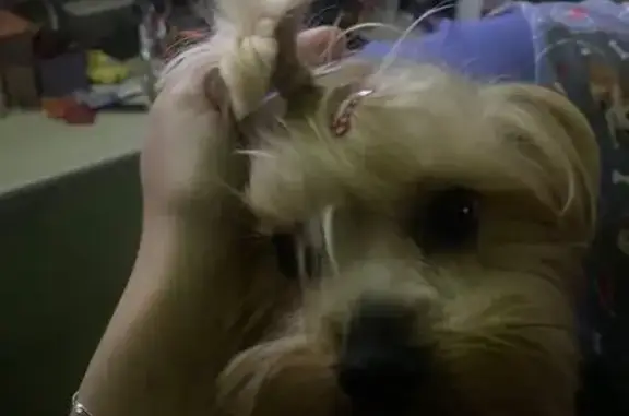 Светлая собака найдена, Курчатова 1, Челябинск