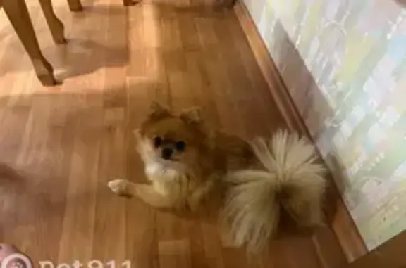 Собаки потеряшки, Новосибирск, фото: Потеряшка собака, Волховская ул., Новосибирск