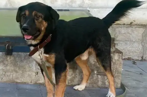 Пропала собака на Кузнецкостроевском, 63