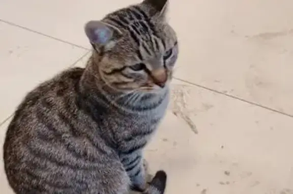 Найдена кошка, , фото: Кошка найдена у Пятёрочки, Машиностроительная 126