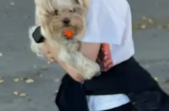 Пропала собака на Кирова, 98, Хор.