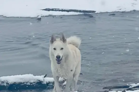 Пропала собака, Набережная 37А, Корсаково