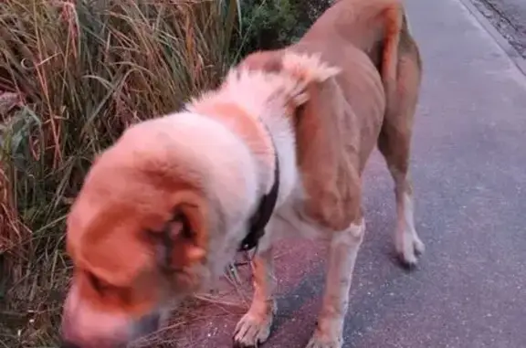 Алабай найден на Резванской, 6, Калуга