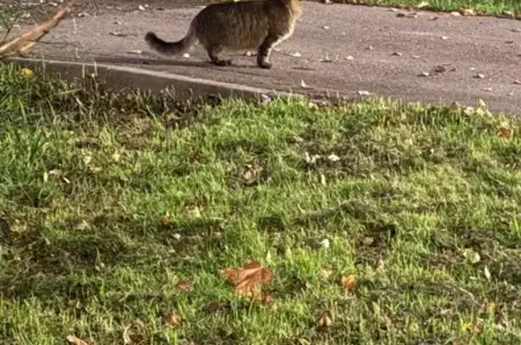 Кошка у МЦД Бутово, Мценская ул., Москва