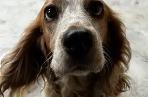 Найдена собака, 13-я аллея, 39, Таганрог