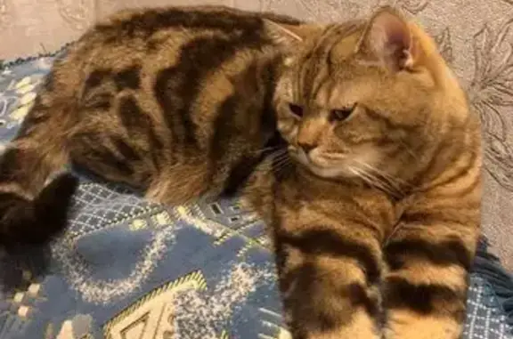 Кошки потеряшки, Тюмень, фото: Потеряшка кошка, Газопромысловая, Тюмень