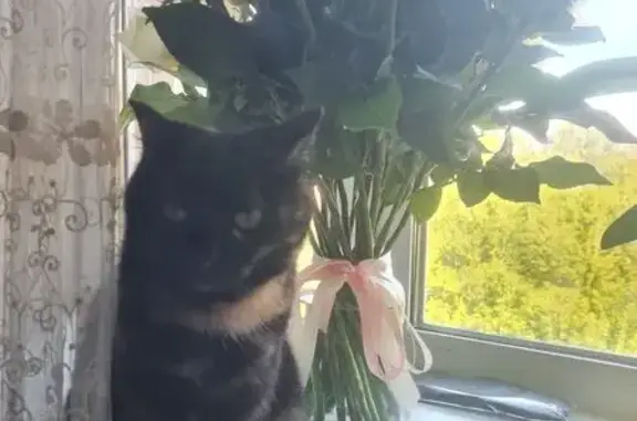 Пропала кошка, Краснодарская 17А, Крск