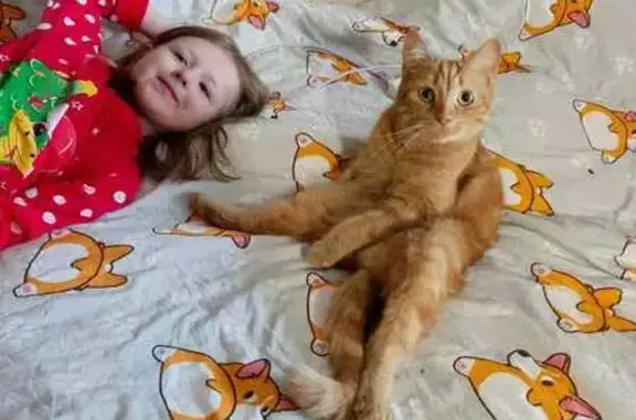 Кошки потеряшки, Металлострой, фото: Потеряшка рыжая кошка, Садовая 21 к2