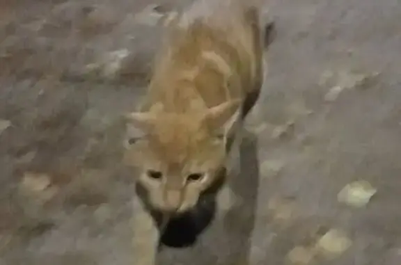 Кошка найдена: ул. Машиностроителей, 6