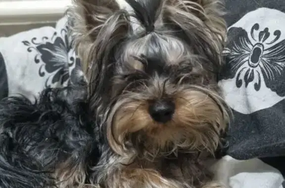 Собаки потеряшки, Клинцы, фото: Потеряшка собака, Лесная ул. 104, Клинцы