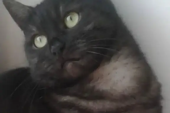 Пропала кошка, ул. Старикова 17, Черкесск