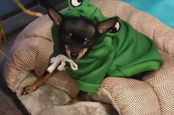 Собаки потеряшки, Санкт-Петербург, фото: Потеряшка собака на Козлова, 19 к2, СПб