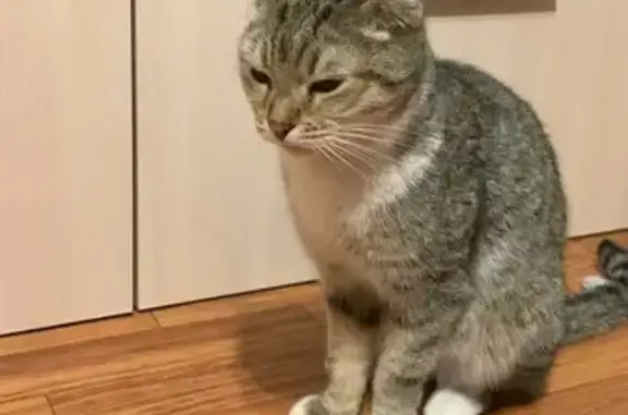 Найдена кошка, Иваново, фото: Кошка найдена: ул. Хлебникова 36, Иваново