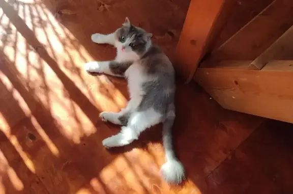 Кошки потеряшки, Уфа, фото: Потеряшка кошка, Прессовая ул. 6, Уфа