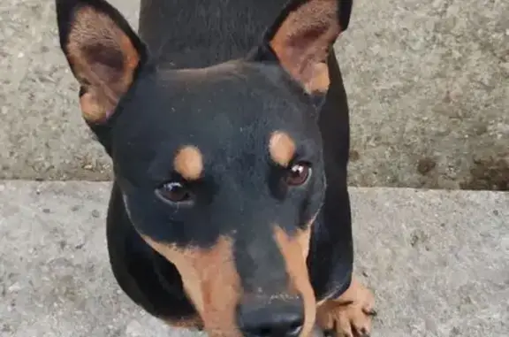 Найдена собака, , фото: Собака найдена у села Цветочное, Белогорск