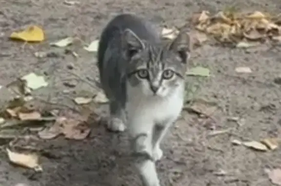 Кошка найдена: ул. 121-й Стрелковой Дивизии, 50А