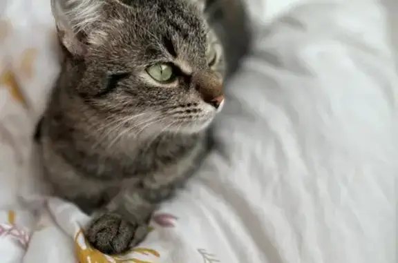 Пропала кошка, Республиканская 32/29